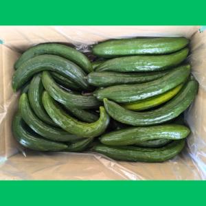 きゅうり 大量 5kg 超 訳あり 太さ大小 ...の詳細画像4