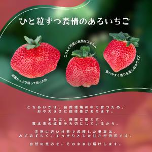 とちあいか 合計約560g 栃木県産 苺 冷蔵...の詳細画像3