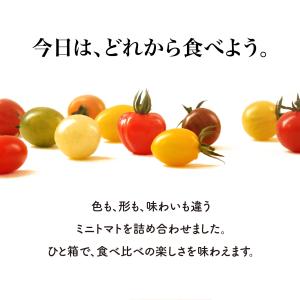 13種 化粧箱 カラフルミニトマト 彩り豊かな...の詳細画像3