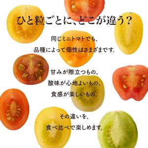 13種 化粧箱 カラフルミニトマト 彩り豊かな...の詳細画像4