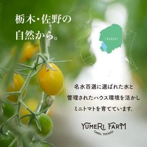 13種 化粧箱 カラフルミニトマト 彩り豊かな...の詳細画像5