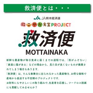 熊本県産アスパラガス 訳あり 1kg 規格外 ...の詳細画像4