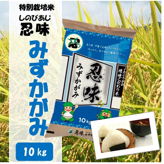 滋賀県産近江米　JAこうか　特別栽培米　忍味　みずかがみ10kg　お米　白米
