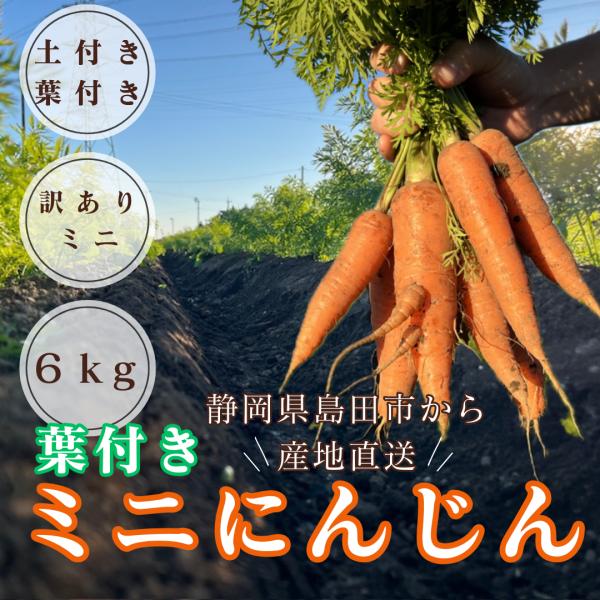 ＜訳あり＞土付き　葉付き　ミニにんじん６kg箱入り
