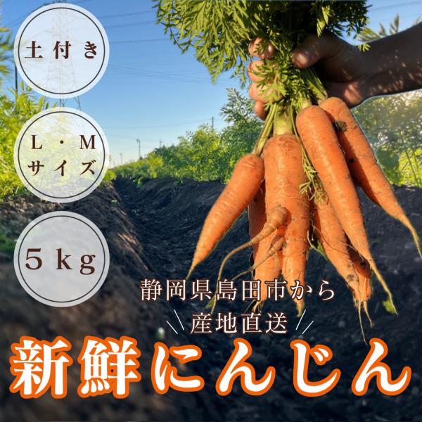 にんじんM/Lサイズ ５kg 人参 JA 新鮮 人参ジュース 静岡県 美味しい