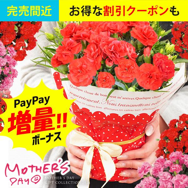 母の日 ギフト 花 カーネーション 2026 早割 プレゼント 鉢植え 4号鉢 鉢花 花鉢 生花 送...