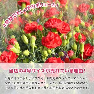 母の日 ギフト 花 カーネーション 2026 ...の詳細画像2