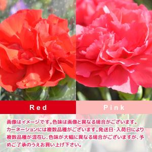 母の日 ギフト 花 カーネーション 2026 ...の詳細画像3