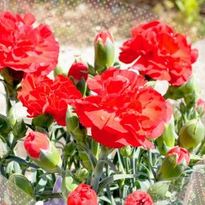 母の日 ギフト 花 カーネーション 2026 ...の詳細画像4