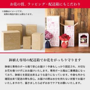 母の日 ギフト 花 カーネーション 2026 ...の詳細画像5