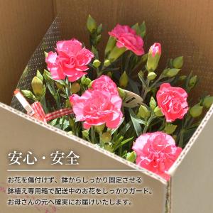母の日 ギフト 花 カーネーション 早割 20...の詳細画像5