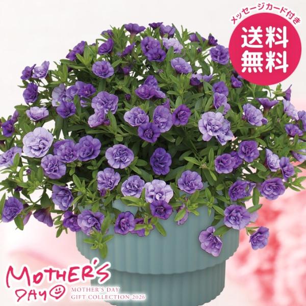母の日 ギフト 2026 花 プレゼント 鉢植え 花鉢 鉢花 生花 スーパーベル 6.5号 ダブルブ...