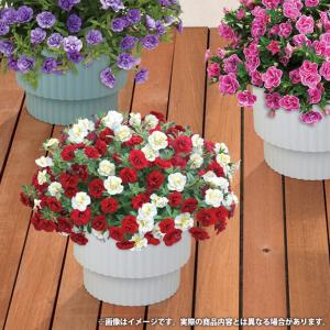 母の日 ギフト 2026 花 プレゼント 鉢植...の詳細画像2