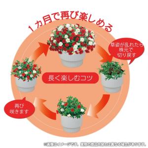 母の日 ギフト 2026 花 プレゼント 鉢植...の詳細画像3