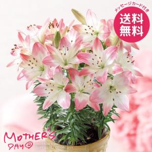 母の日 花 鉢植え プレゼント ギフト ランキング ユリ シュガーラブ