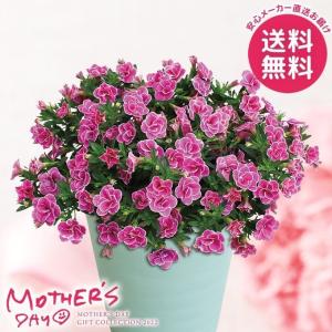母の日 2022 プレゼント 花 鉢 スーパーベル鉢植え マミーリップル 6号 母の日ギフト 花鉢 鉢花 生花 おしゃれ かわいい 人気