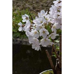 桜 盆栽 ソメイヨシノ 盆栽 の商品一覧 盆栽 苔玉 花 ガーデニング 通販 Yahoo ショッピング