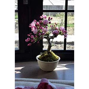 ハナカイドウ 盆栽の商品一覧 通販 Yahoo ショッピング