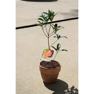 金木犀 鉢植え 花 ガーデニング の商品一覧 通販 Yahoo ショッピング