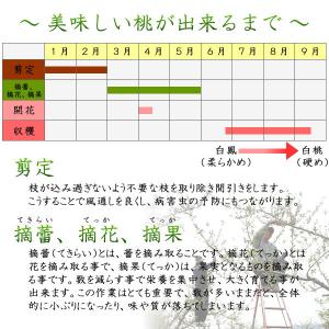 桃 山梨 ギフト お中元 1.5kg 5〜6個...の詳細画像2