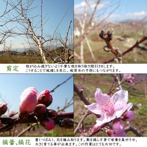 桃 山梨 ギフト お中元 1.5kg 5〜6個...の詳細画像3