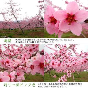 桃 山梨 ギフト お中元 1.5kg 5〜6個...の詳細画像4