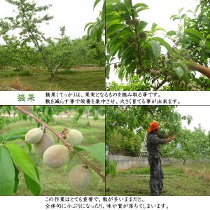 桃 山梨 ギフト お中元 1.5kg 5〜6個...の詳細画像5