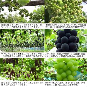 シャインマスカット ぶどう 贈答用 山梨県産 ...の詳細画像2