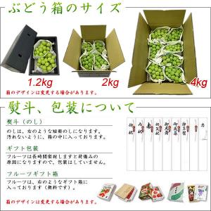 シャインマスカット ぶどう 贈答用 山梨県産 ...の詳細画像3