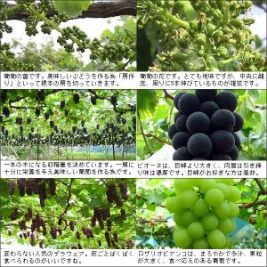 ギフト 山梨産 ぶどう 3種お任せ詰合せ 4k...の詳細画像2