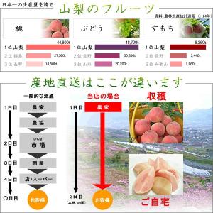 ギフト 山梨産 ぶどう 3種お任せ詰合せ 2k...の詳細画像4