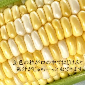 父の日 お中元 甘々娘 とうもろこし かんかん...の詳細画像3