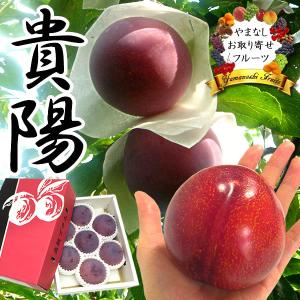 お中元 ギフト すもも 山梨産 貴陽（きよう） 皇寿（こうじゅ） スモモ