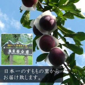 お中元 ギフト すもも 山梨産 貴陽(きよう)...の詳細画像1