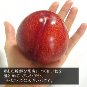 お中元 ギフト すもも 山梨産 貴陽(きよう)...の詳細画像3