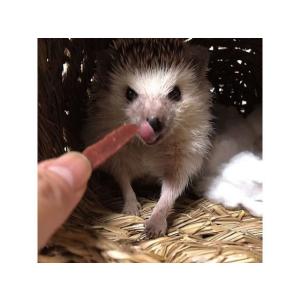 【お取り寄せ】ドギーマンハヤシ 小動物のやみつ...の詳細画像5