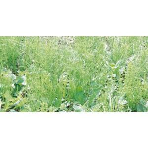 アイリスオーヤマ 速効除草剤 2L SJS-2LRの詳細画像1