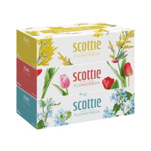 スコッティ（scottie） (数量限定品)ボックスティッシュ 箱ティッシュ