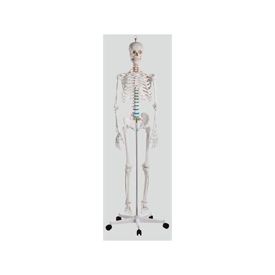 【お取り寄せ】ナビス 骨格モデル 178cm 2960 模型 教育 看護 医療
