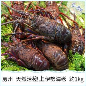 天然伊勢海老活　約１kg（５〜８尾）　御中元やギフトにも　千葉南房総