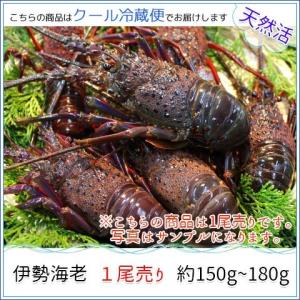 天然伊勢海老活 1尾約150g~180g　お中元・ギフト　千葉南房総