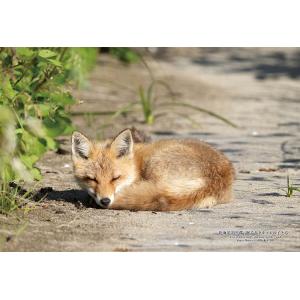 ジグソーパズル 300ピース 北海道斜里郡「眠るキタキツネの子ども」  ［CP-JS］  CUT-3...