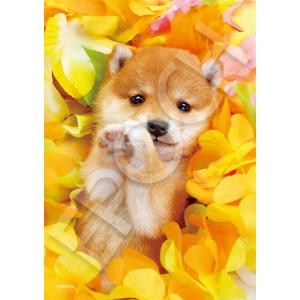 ｾﾝﾄﾗﾙ04-301ﾌﾛｰﾗﾙﾊﾟﾋﾟｰ