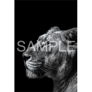 ジグソーパズル 300ピース The Zoological Garden 〜言葉のない対話〜 インド...