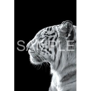 ジグソーパズル 300ピース The Zoological Garden 〜言葉のない対話〜 ホワイ...