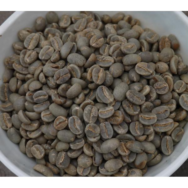 SDGs 有機栽培コーヒー生豆1kg 東ティモール マウベシ