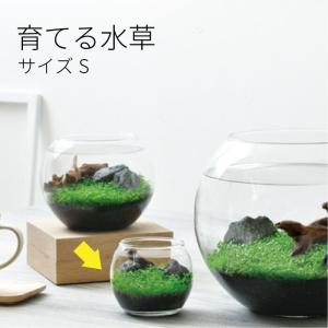 育てる水草 S GD-812 水草 栽培 キット...の商品画像