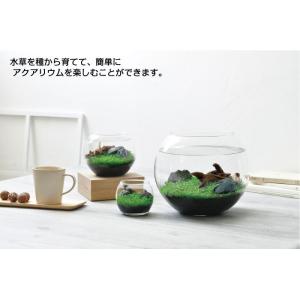 育てる水草 S GD-812 水草 栽培 キッ...の詳細画像2