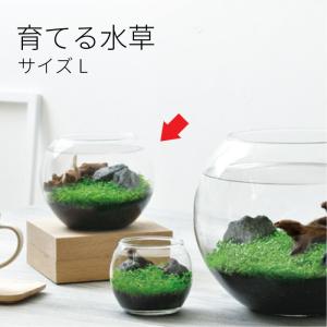 苔盆 苔 テラリウム キット スナゴケ 苔庭園 ジオラマ 育てる 簡単