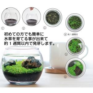 育てる水草 L GD-813 水草 アクアリウ...の詳細画像1